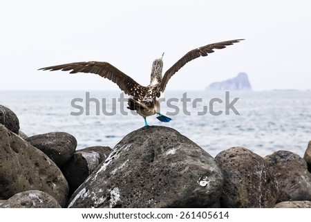 Blue-footed booby in courtship dance on the rocks, Galapagos