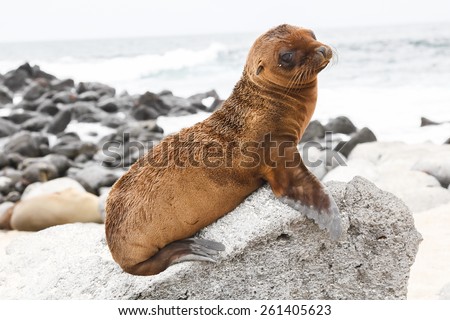 Baby sea lion on a rock drawing attention