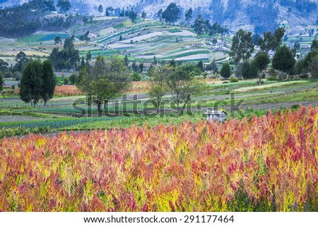 Quinoa cultivated fields, Riobamba, Chimborazo, Ecuador