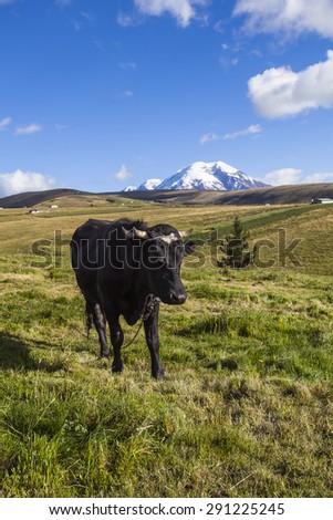 Pastures for wild cattle in Chimborazo, Andes, Ecuador