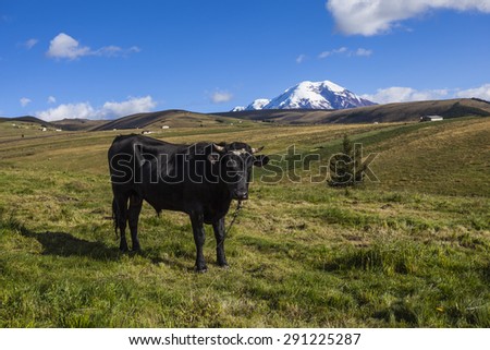 Pastures for wild cattle in Chimborazo, Andes, Ecuador