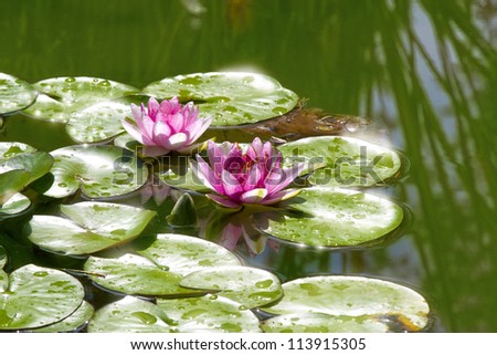 water lilies, water lilies in the pond