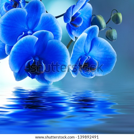 blue orchid background with reflection in water