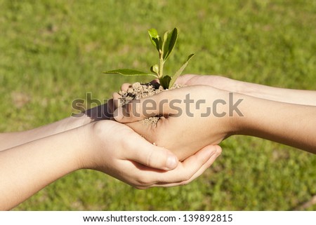 child hands holding sapling in hands