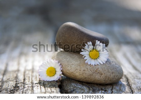 stones in balance with daisy flower