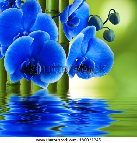 orchid flower with bamboo and reflection in water