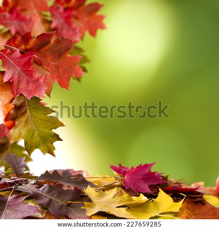 natural background of autumn leaves, natural backgrounds