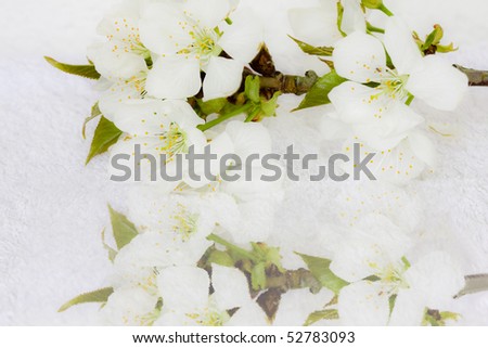 white background with flowers, cards