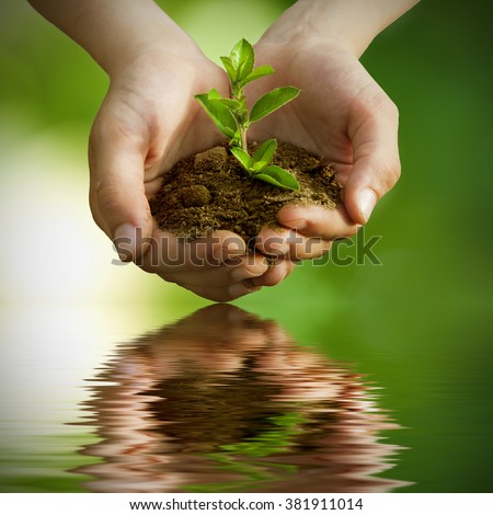 sapling in hands with reflection in water