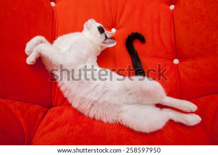 Cat, sleeping on the orange armchair