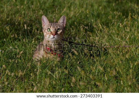 Beautiful domestic cat outdoor in the grass