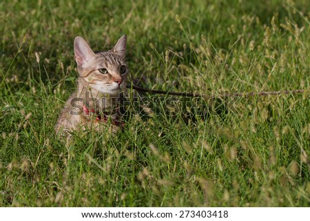 Beautiful domestic cat outdoor in the grass