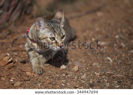Domestic cat outdoor