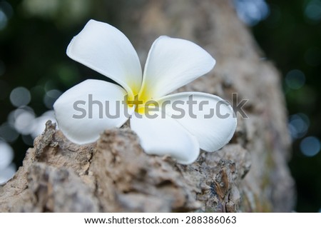 white and yellow Plumeria spp. (frangipani flowers, Frangipani, Pagoda tree or Temple tree) on natural light background