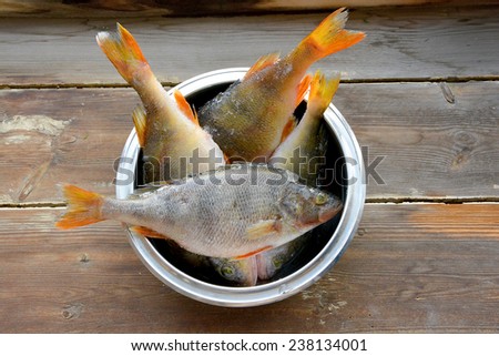 Raw perch fish in a bowl. On wooden background