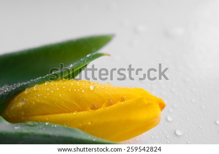Yellow tulips lying on a white background covered with dew
