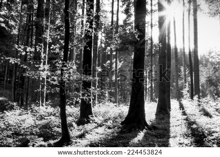 Landscape black and white with forest with the sun which stresses the contrasts / Forest in black and white