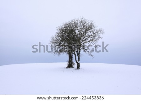 Wintry, covered with snow, cold landscape, suggesting the solitude, the sadness / Only tree in winter