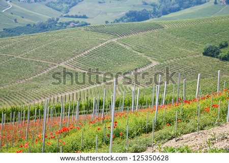 Tuscany. Vineyard in the middle of the most famous wine region of Italy.
