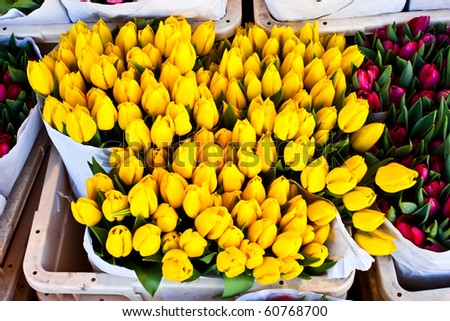 Detail of Amsterdam flowers market: the best tulips of the world