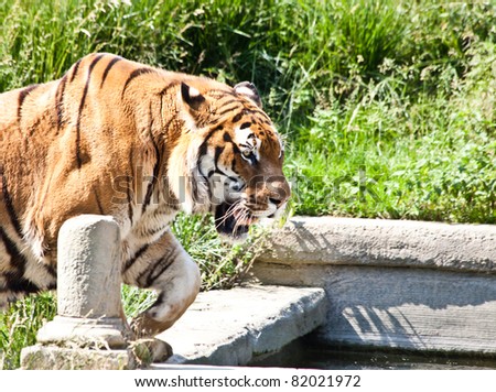 Walking tiger (Panthera Tigris). The tiger (Panthera tigris), a member of the Felidae family, is the largest of the four 