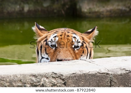 A hungry tiger looking for food in a private zoo, Italy