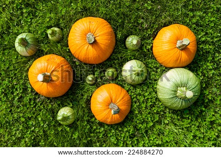 5 big and 7 small pumpkins on the green grass/Pumpkins set on the green/Pumpkins Harvest on grass from top