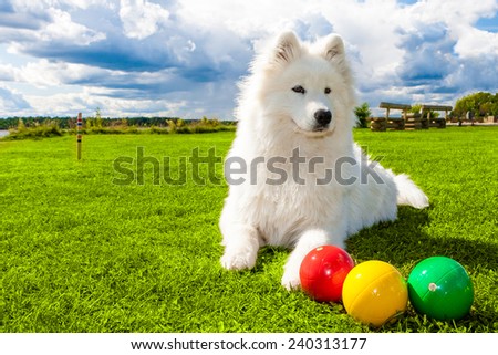 White Samoyed dog on croquet green lawn
