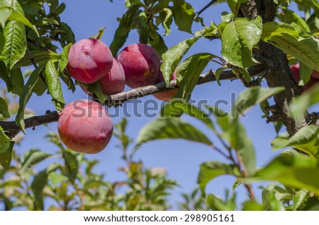 Plum tree with delicious big red plums.