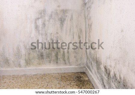 Mould and moisture build up on a wall.