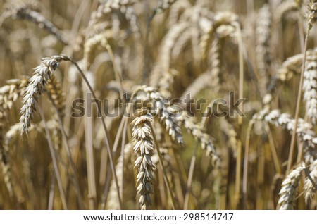 Wheat, harvest, harvest wheat, ears, wheat field, wheat ears,