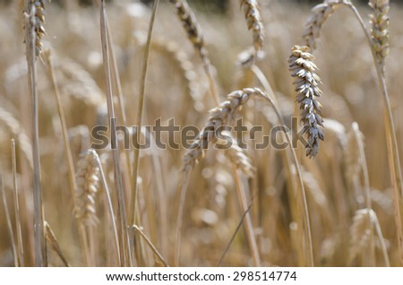 Wheat, harvest, harvest wheat, ears, wheat field, wheat ears,