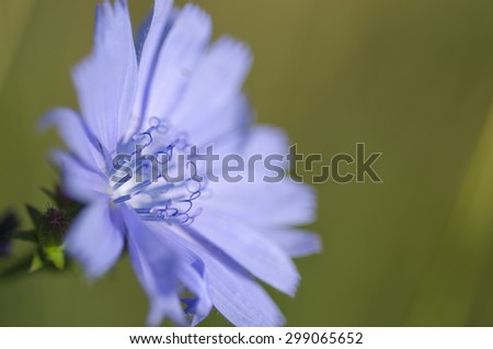 Flower, field flower, blue flower,  plant, greens, nature, wildlife, Micro,