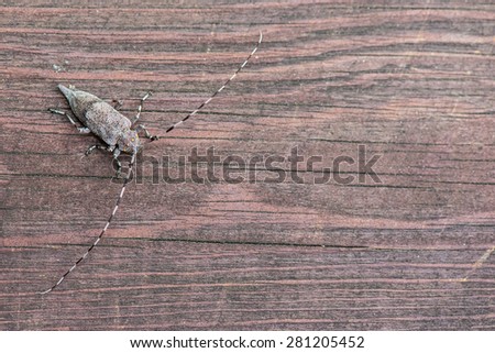 Long horned beetle on wood