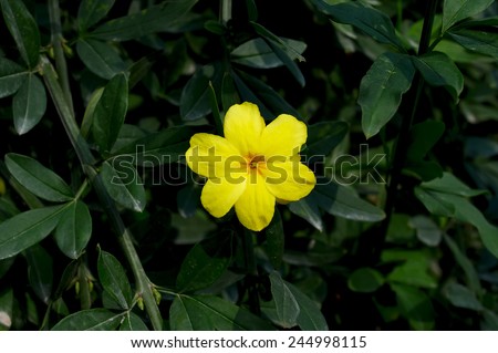 little yellow flower closeup on a green blanket of leaves