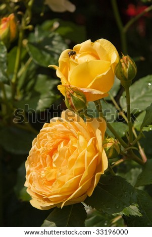 A beautiful yellow rose in various stages of its development.  Complete with it\'s own fly.
