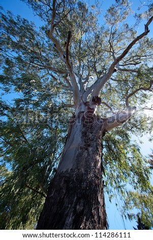 crown of a large eucalyptus tree against the sky