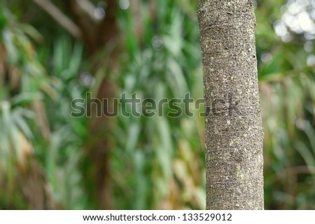 tropical tree trunk against the natural green