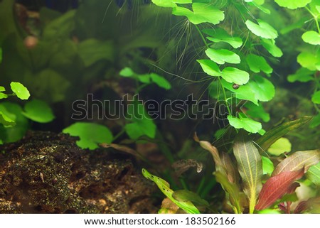 background of the aquarium with green plants