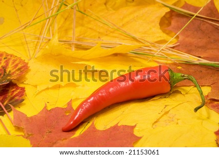 chile peppers lying in the Maple Leaf