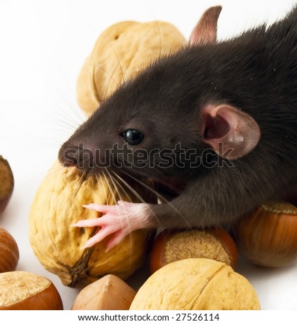 house rat eating nuts stock photo 27526114 shutterstock house rat eating nuts stock photo 27526114 shutterstock