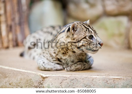 beautiful wild cat fishing in zoo