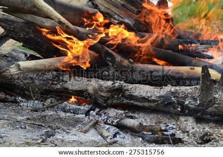 Burning woods in fire pit