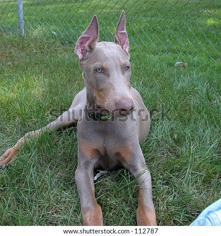 Puppy Coloring on Fawn Doberman Stock Photo 112787   Shutterstock