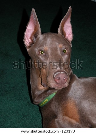 Fawn Doberman Pinscher