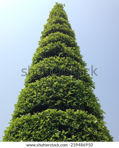 cone -shaped tree with blue sky