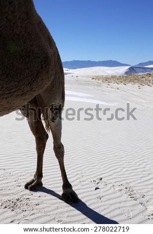 Rear End of Camel Standing in White Sand Desert with Snow Dusted Dunes in Background, White Sands National Monument, New Mexico, USA