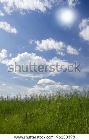 Green grass on a sunny summer meadow. Sun above beautiful lawn