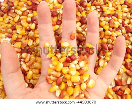 Rich Harvest