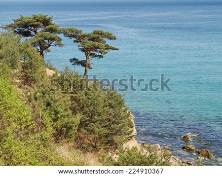 Two pinus densiflora growing on cliff above sea